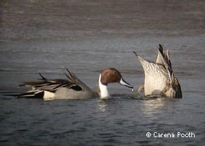 Northern Pintails, photo by Carena Pooth